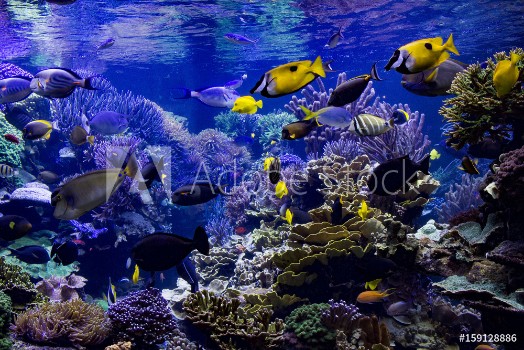 Picture of Aquarium reef